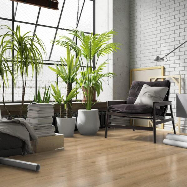 Hoomline - Ambassador Dryback Washington 62